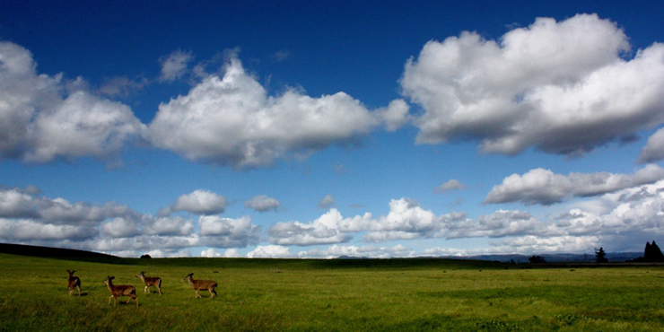 meadow with deer and white puffy clouds in the blue sky
