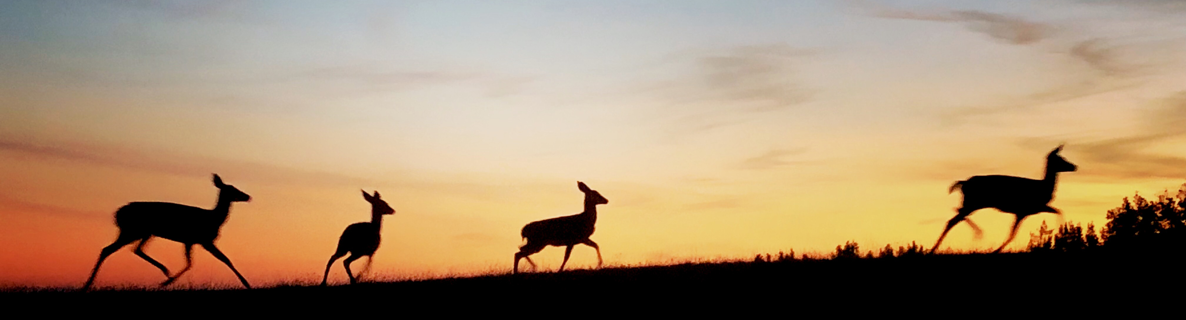 deer running across a meadow at sunset