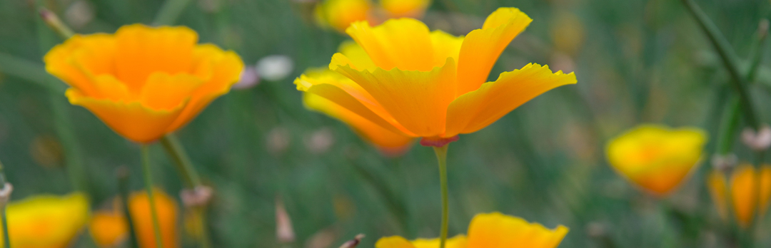 photo of california poppies with the caption uc santa cruz offers new major in environmental studies